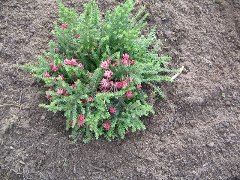 ForumEA/H/Grevillea Juniperina.jpg